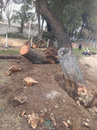 Imagen 3 de 5 de Poda De Arboles, Poda En Altura. Extracciones De Arboles.
