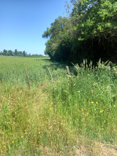Terreno Agrícola 25.000 M2 Con Riego - Quillaimo - Parral