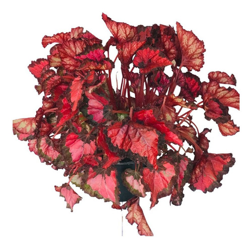 Begonia Rex (begonia Rex) Cores Diversas Pote 15 | MercadoLivre