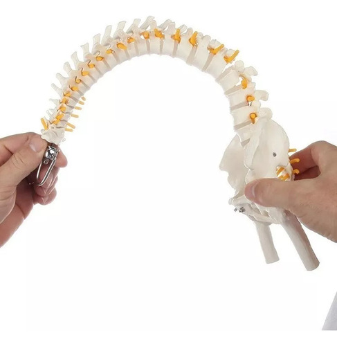 Columna Vertebral Humana De 45 Cm Con Pelvis Modelo Flexible