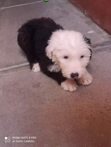 Cachorros Viejo Pastor Inglés Padres Importados