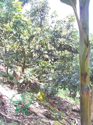 Imagen 15 de 22 de Finca Productiva A La Venta Via A Marsella