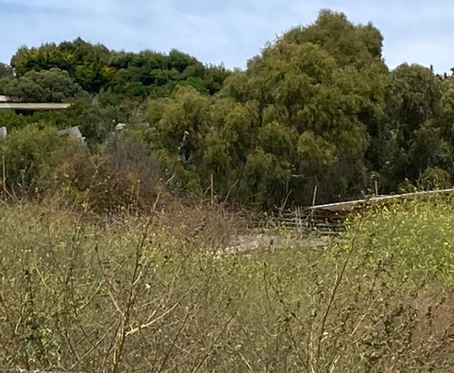 Terreno Segunda Linea En Pangue Zapallar