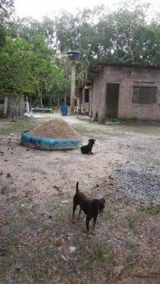 Chácara No Litoral Com 3 Quartos Em Itanhaém/sp 5984-pc