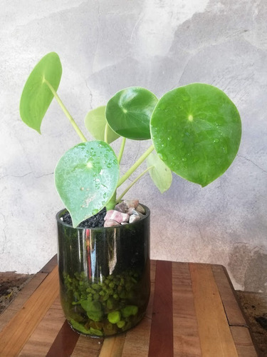 Cuchara Little Terrario 10, Maceta De Vidrio