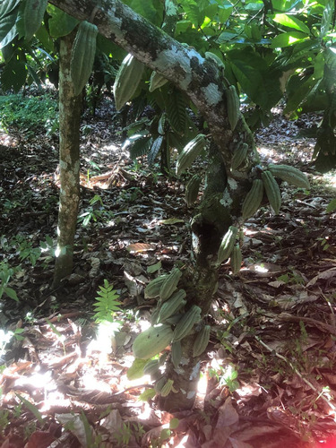 Te Vendo Finca En Masipedro Bonao/republica Dominicana.