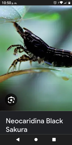 Gambas Negras Para Acuarios 