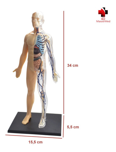 Anatomia Do Corpo Humano - 4d Master