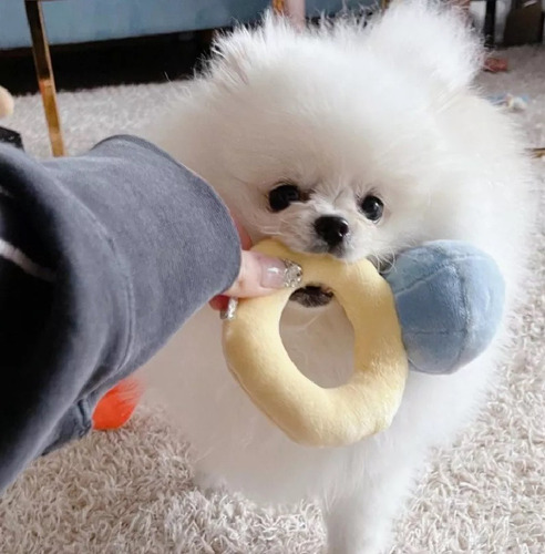 Nvzi Caja De Anillo Creativa Con Forma De Peluche