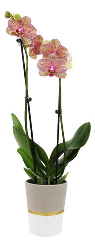 Orquídea Phalaenopsis 1 Planta Interior Viva