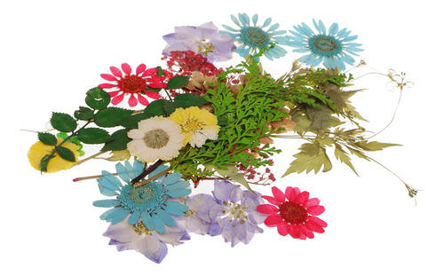 Flores Secas Prensadas 30 Piezas Mix1
