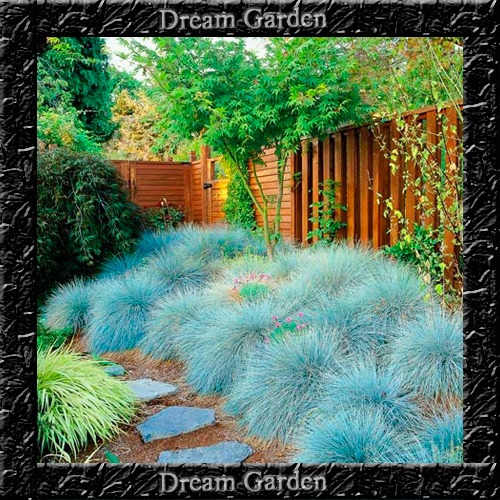 Imagem 4 de 9 de Grama Azul Festuca Glauca Blue - Sementes Flor Pra Mudas
