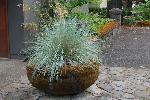 Imagem 7 de 9 de Grama Azul Festuca Glauca Blue - Sementes Flor Pra Mudas