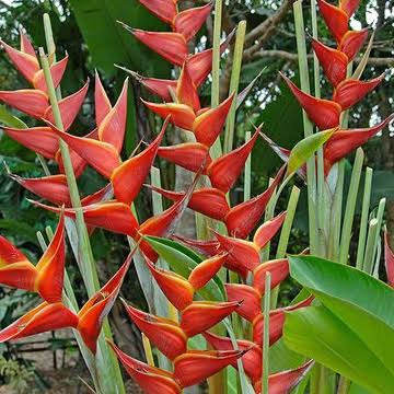8 Mudas Heliconia Bihai - Graúdas Altura Maior 30cm