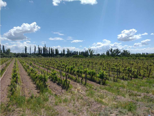 Vendo Finca A Tranquera Cerrada San Rafael Mendoza