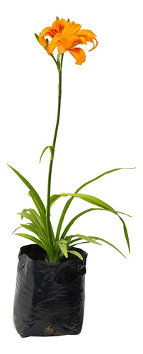 Planta Lilium Pirenaicum