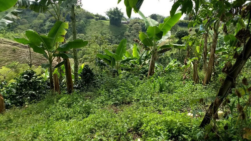 Venta Finca Filandia Vereda Bambuco Alto