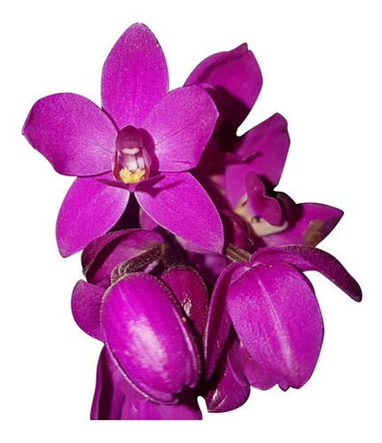 Orquídea Cheiro De Uva Grapete Spathoglottis Unguiculata.