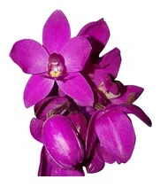 Busca orquidea spathoglottis terrestre roxa unguiculata grapett a venda no  Brasil. - Ocompra.com Brasil