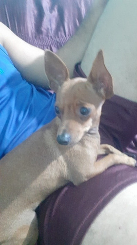 Imagem 1 de 1 de Cachorro