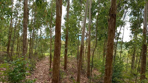Imagem 11 de 15 de Sítio / Chácara Para Venda Em Quatro Barras, Centro - 140_2-1416869