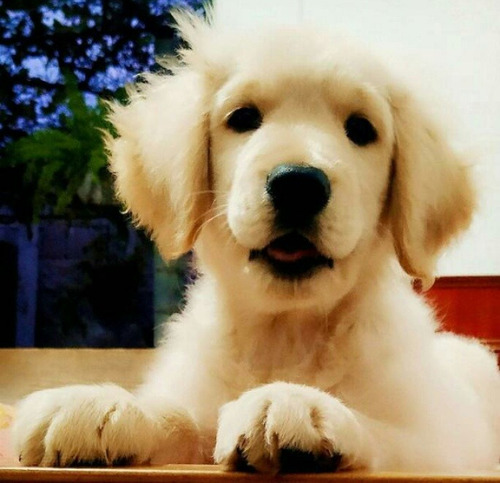 Cachorros.golden Retrievert Prontos Pra Ir A Nuevo Hogar. 