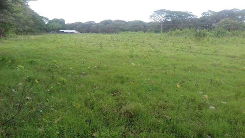 Imagen 8 de 11 de Finca De 600 Hectáreas En Arismendi