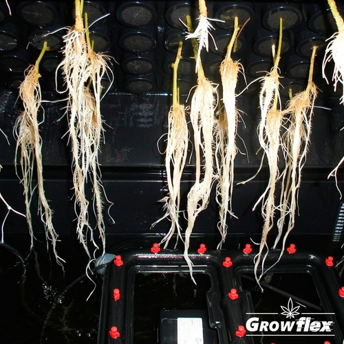 Imagen 4 de 8 de Micro Aspersores Aeroclonador Raíz Esquejes X8 Growflex