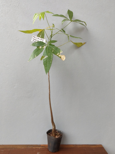 Plantin Pachira, Maní De Arbol