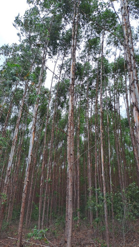 Fazenda De 30 Hectares Com 12 Plantados De Eucalipto