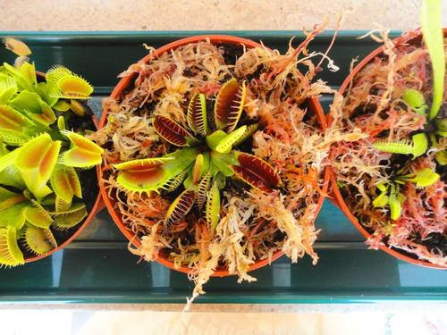 Musgo Sphagnum natural musgo especial para plantas orquideas carnivoras bonsais