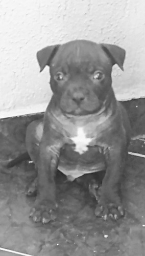 Imagem 4 de 5 de American Bully Com Pedigree Nascido Dia 6 Julho Já Vacinado