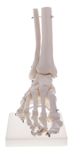 Tamaño 1: 1 Nuevo Modelo Esqueleto De Articulación De