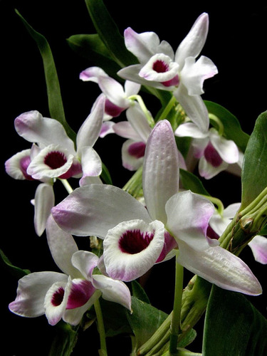 Orquídea Dendrobium - Tipo 3 - Kit Com 2 Keikis (mudas)