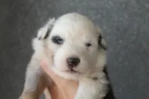 Comprar Pastor Ovejero Australiano Aussie Cachorra