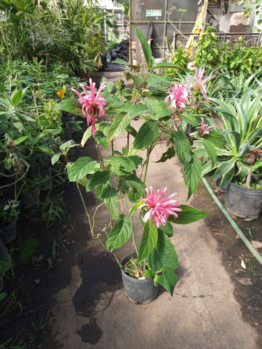 Jacobina, Justicia Carnea E03