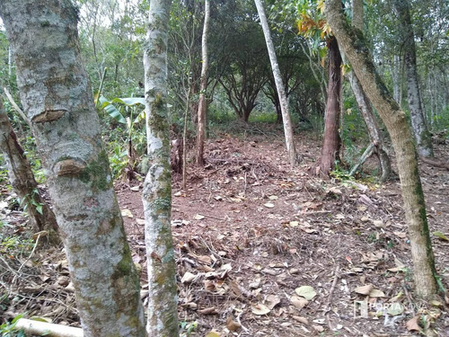 Área À Venda, 11000 M² Por R$ 1.320.000,00 - Chácaras Bartira - Embu Das Artes/sp - Ar0053