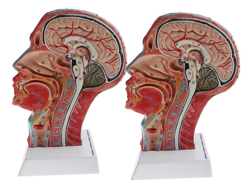 Imagen 5 de 6 de 2 Piezas Modelo Anatómico De Distribución Vascular Nervio