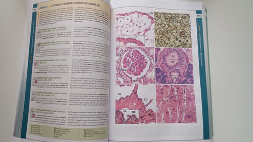 Histología Ross 8va