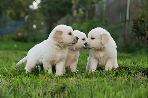 Cachorros Golden Retriever Linea De Pedigree Perros