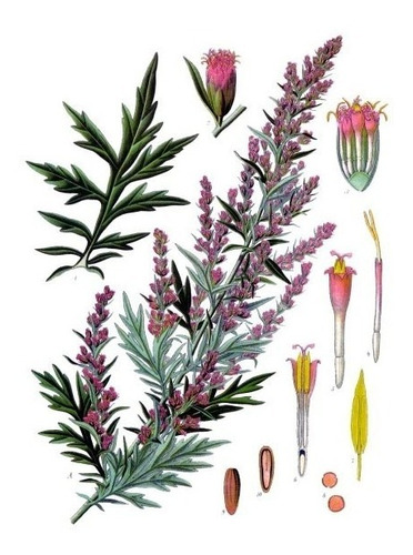 Imagem 1 de 6 de 15 Sementes De Artemisia Vulgaris Mugwort  Erva Medicinal