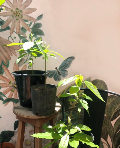 Plantines Ecológicos De Palta Hass