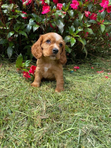 Cocker Spaniel Venta