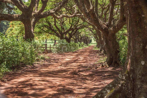 Terreno À Venda Em Residencial Haras Patente - Te005088
