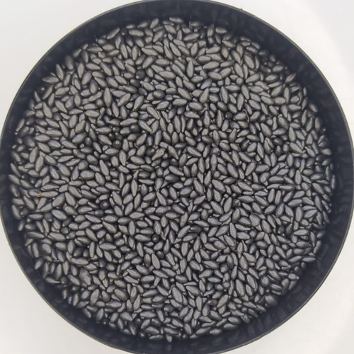 Sementes Capim Massai Incrustada 10 Kg