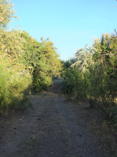 Campo 96ha, Luis Beltrán, Río Negro, Patagonia, Costa De Río.