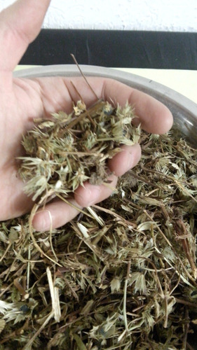 Hierba Del Sapo Organico 250gr Planta Seca Envgratis