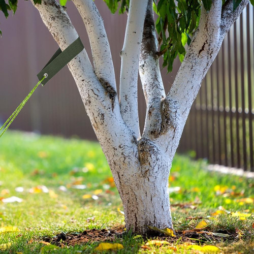 Superfindings 20 Correas De Árbol Para Estacar Correas De So