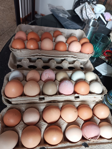 Huevos Organicos Criollos Para Consumo