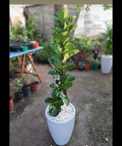 Imagen 6 de 9 de Ficus Lyrata!!!